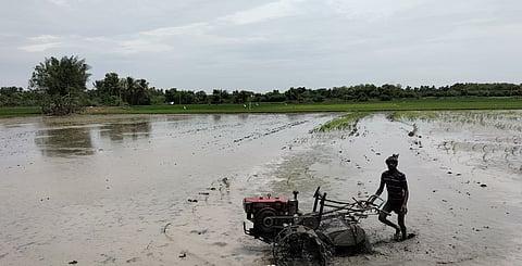 A farm worker preparing a field near Thanjavur for samba paddy cultivation 