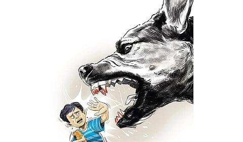 While the last survey put the total number of stray dogs in the state at around 2.9 lakh, their numbers have increased significantly over the past three years, according to officials.