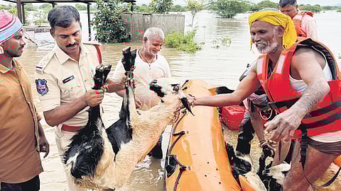 DRF teams and cops rescue four persons and 656 sheep at Chetllur village Kamareddy district on Monday