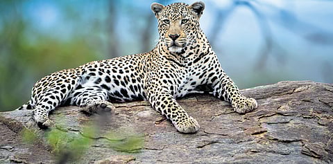 Image used for representation purposes only.