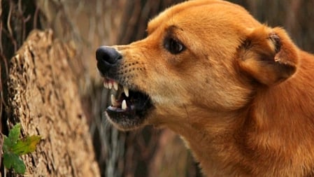 The commission noted that incidents were reported from Nalgonda, Vikarabad, Rangareddy and other districts.