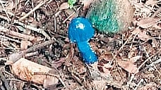 Commonly known as the sky-blue mushroom, Entoloma hochstetteri is noted for its vivid blue cap and contrasting pink to purplish gills.