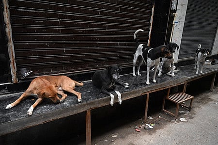 Street dogs at Shanti Mohalla Gandhi Nagar in East Delhi, Aug. 03, 2025.