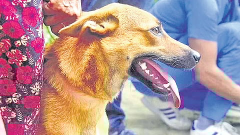 Local bodies - comprising 941 grama panchayats, 152 block panchayats, 87 municipalities, and six corporations - are expected to spearhead Animal Birth Control (ABC) and vaccination drives.