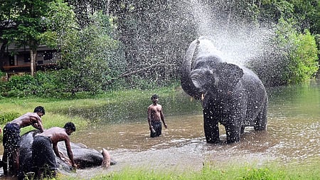 Elephants being bathed at the Kottoor Elephant Rehabilitation Centre, Thiruvananthapuram