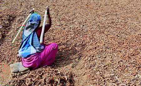  A woman labourer dries Tamarind in sunlight to sell it in market.