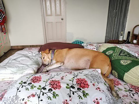 Ria Sinha's dog Maggie