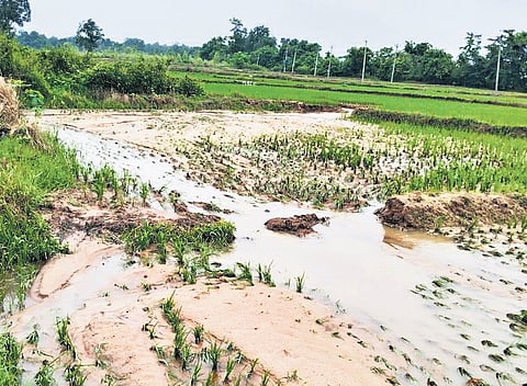 Floodwaters submerge crops in Mangapet mandal in Mulugu district.