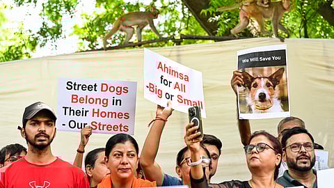 Animal lovers and rights activists take part in a protest against the Supreme Court's verdict directing all stray dogs in Delhi-NCR to be moved to shelters at Jantar Mantar, in New Delhi.