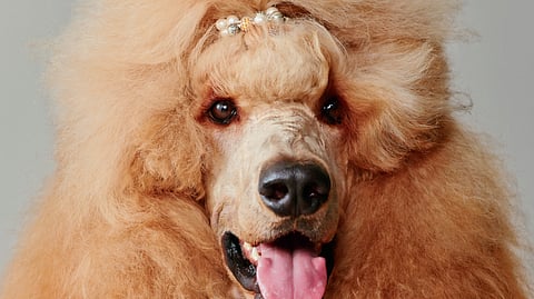 The pawsh life of pets