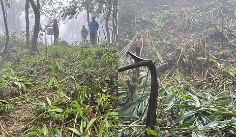 Uprooted cardamom plants in Somwarpet.
