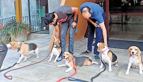 The five beagles of Kerala Police’s K9 squad