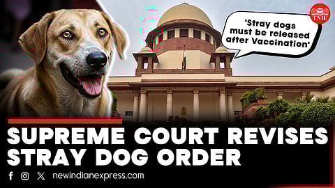 Supreme Court allows stray dogs back on streets after vaccination, bans public feeding