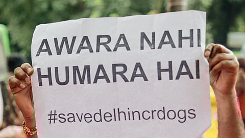 An animal lover holds a placard after the Supreme Court's (SC) verdict on stray dogs, at Jantar Mantar, in New Delhi, Friday, Aug. 22, 2025. The SC on Friday modified its August 11 direction prohibiting release of stray dogs from dog shelters in Delhi-NCR, and said the picked up canines be sterilised, vaccinated and released back in the same area.