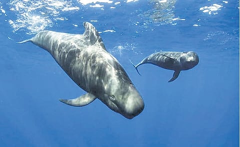 Rare giant: Short-finned pilot whale stranded on Karnataka beach, first in State