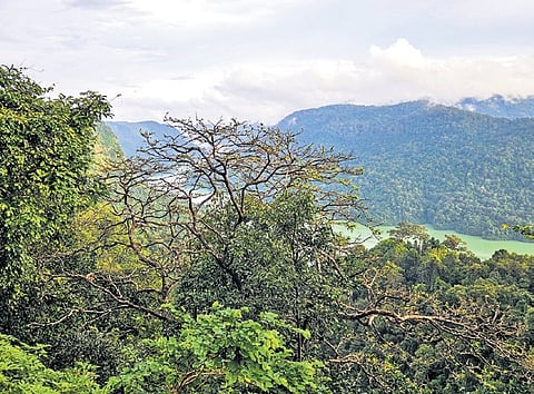 10 thousand trees to be cut for Sharavathi project in Shivamogga, Uttara Kannada districts