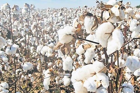 After North, adverse weather triggers pest attack on cotton crops in South India
