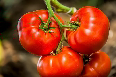 Tomatoes, the perfect skin friend