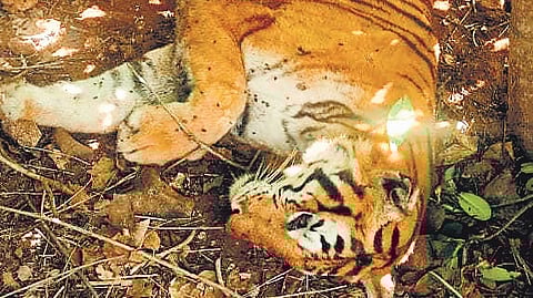 The tigress fell ill on Sunday afternoon and died in the evening | Express