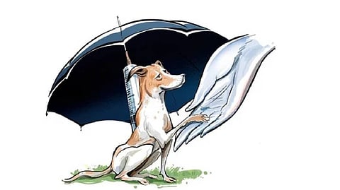 ‘They’re not strays, they are ours’