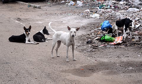 The rise in stray dog population is to due to lack of systematic sterilisation. 