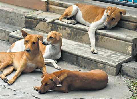 Hotel food will sustain the dogs, with animal welfare groups assisting. 