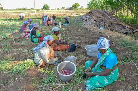 Image of onion farmers used for representational purposes only. 