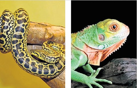 Currently, the zoo houses 92 species of animals, birds and reptiles. The addition of the two species is expected to enhance the zoo’s appeal