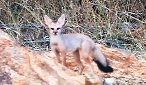 An Indian fox at Krishnapuram on Tiruchendur-Tirunelveli road