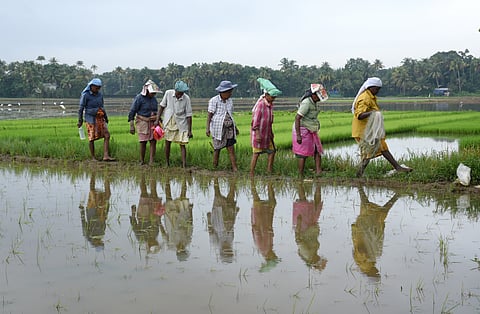 Women head to a paddy field in Karumalloor near Aluva 