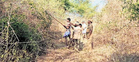 Seemai karuvelam trees being removed in an area in Coimbatore 