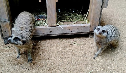 The pair of Meerkats which arrived at the  Sri Venkateswara Zoological Park (SVZP).
