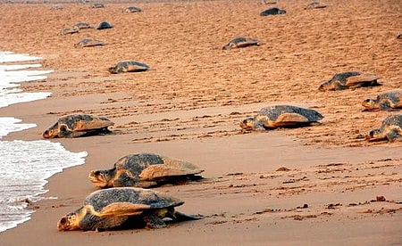 Olive Ridley turtles returning to sea after mass nesting at Gokharkuda beach near Rushikulya mouth in Odisha