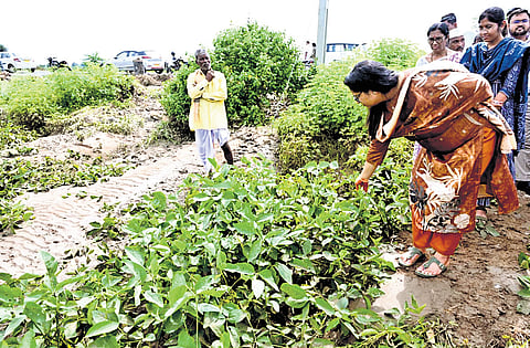 Nirmal Collector Abhilasha Abhinav inspects soybean crop damaged due to heavy rains in Bidrelli village in Basara mandal on Saturday