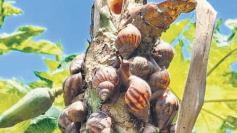 Crops, including papaya, guava, chrysanthemum, tomato, ladyfinger, cabbage, and other vegetables, are being destroyed by the snails on a vast scale.