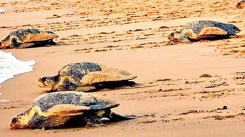 As part of the study, 20 Olive Ridley turtles will be fitted with Argos satellite transmitters-10 from Chennai and the rest from other nesting beaches along the Tamil Nadu coast.