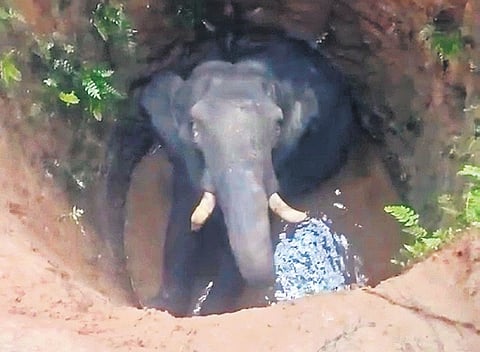 The wild elephant that fell into a well at a private property at Kottappady in Kothamangalam on Sunday