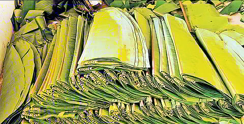 Banana leaves , packed banana leaves for export at the KBR Export and Import godown.