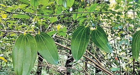 Team of researchers from the state have named a new species of yam they discovered in the Western Ghats — Dioscorea balakrishnanii — after a police officer with the Kerala Police.