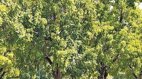 As per the Act, a “tree” is any woody plant whose branches spring from and are supported upon a trunk or body that is not less than five centimetres in diameter and at least 30 cm tall.