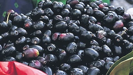 As per ICAR-IIHR, Karnataka already has multiple varieties of jamuns, including the Dupdal variety from north Karnataka, Siddamani jamun (also known as Chintamani jamun) and two varieties from Bagalkot.
