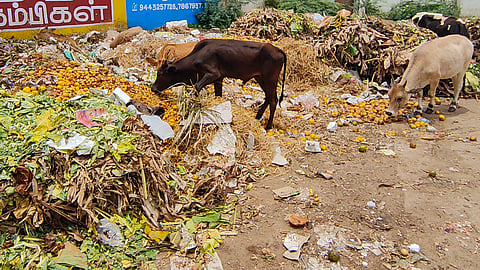 The garbage is left unattended and is cleared only once a week, and this accumulated waste attracts stray cattle, causing inconvenience to vendors and visitors alike.