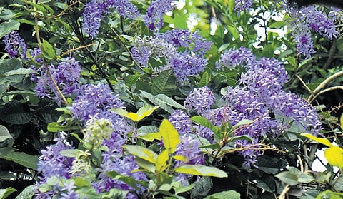 A dazzling purple canopy covers the driveway leading to Varghese’s house.