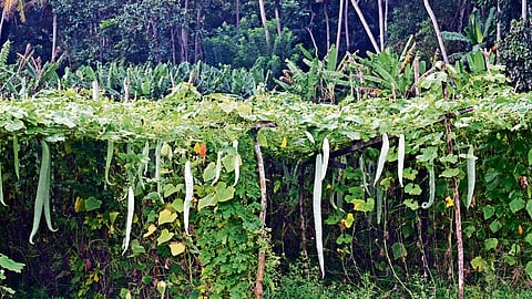 Vegetables ready for harvesting for the Onam season. 