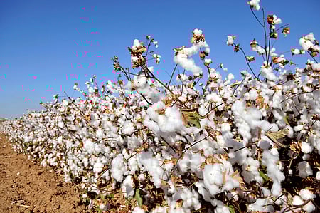 Kasturi Cotton faces early hurdles as limited testing capacity threatens premium ambitions | Image used for representational purposes.
