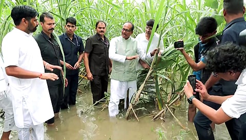 35 lakh acres of crops damaged in torrential rain in Maharashtra