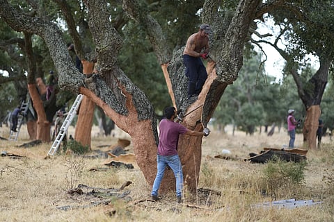 Workmen peel off the bark of cork trees, in Rio Frio, Portugal, Thursday, Aug. 28, 2025.