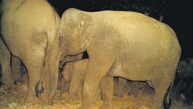 The movement of an elephant herd captured on camera traps in Seshachalam Biosphere.