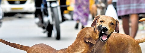 RFID tags to keep TN’s stray trouble on leash