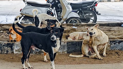 Each institution must appoint a nodal officer responsible for maintaining the premises, while local municipal authorities are to conduct regular inspections to ensure that no stray dog habitats exist within these areas.